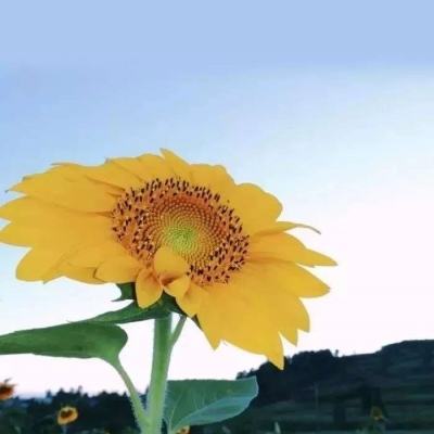 守护者大陆公测版下载